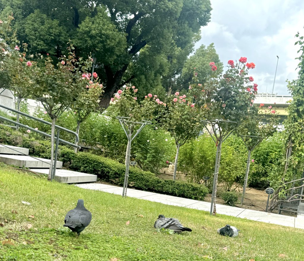 中之島公園バラ園と鳩